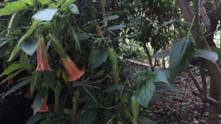 Brugmansia Sings with the Music of the Plants Device [upl. by Aiouqahs]