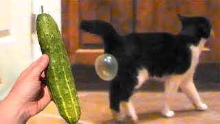 Cat vs Cucumbers Reaction  Cats scared of Cucumbers Compilation  Funny Video 2021 November [upl. by Irisa]