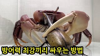 단단함 VS 단단함끼리 싸우면 누가 먼저 깨질까 [upl. by Ruthanne]