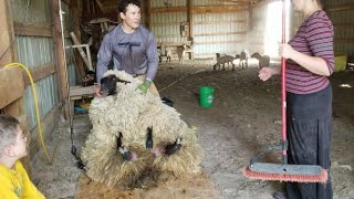 My First Solo Shear Job And 4 Years Worth Of Wool Sheep [upl. by Nialb]