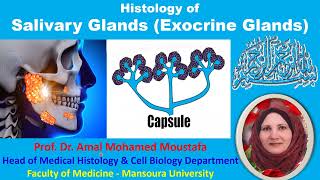 Histology of salivary glands Dr Amal Mohamed Moustafa [upl. by Notled866]