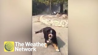 Dog owner finds out the family dog survived Santa Rosa Wildfire [upl. by Aronoh763]