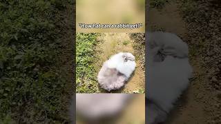 How flat can a rabbit be funny funnypetclub funnycats cats instapets [upl. by Willa]