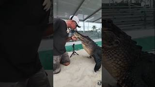 crocodile viral YouTube shorts videos new new crocodile teaching teaching video viral tik tok 🥴 [upl. by Bora]