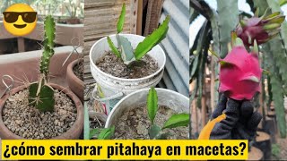 ¿cómo cultivar PITAHAYA en macetas  la famosa dragón fruit 🏜️😱👉 aquí te enseño 👍 [upl. by Janaye326]