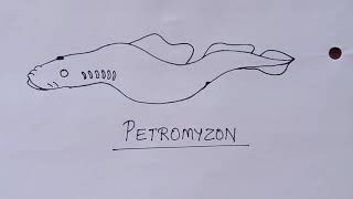 How to Draw Petromyzon Diagram  Draw Cyclostomata Diagram  Structure of Petromyzon in Very Simple [upl. by Aim]