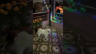 ♥️♥️dog spitz dogowner petowner doglover cute tiharspecial nepalifestival [upl. by Akoyn5]