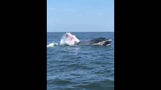 Whale Spotted off New Jerseys Manasquan Beach [upl. by Hgielek]