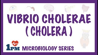 Vibrio Cholerae Cholera  Pathophysiology  Symptoms  Diagnosis  Treatment [upl. by Aihtennek]