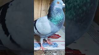 Male tippler pigeonviralshort biswaspigeon viralvideo pigeonlover pigeon [upl. by Zela]