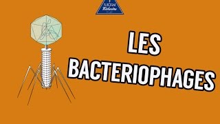 04  Les Bactériophages [upl. by Eivla]