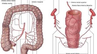 ANATOMÍA DEL APARATO DIGESTIVO Irrigación de los órganos digestivos [upl. by Whitson]