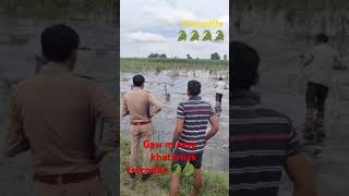 Nadi m bahkar aaya crocodile 🐊🐊🐊🐊🐊 [upl. by Palm]