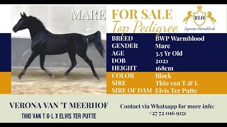 Verona Van T Meerhof  4 Yr old BWP Mare  Thio van TampL x Elvis Ter Putte [upl. by Corrine]