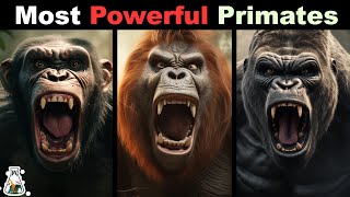 10 Most Powerful Primates In The World [upl. by Hanzelin]