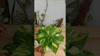 Money plants decoration and growing ideas in the soil moneyplant pothos plantdecor [upl. by Bette]