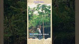 Dua orang ini mencoba mengambil buah pepaya shortvideo shortvideo [upl. by Eseilana]