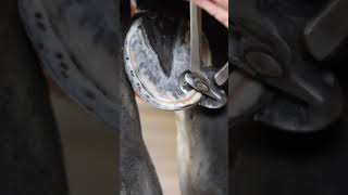 Horse Hoof Restoration shorts farrier satisfying asmr [upl. by Atalanti783]