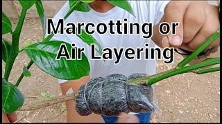 Marcotting or Air Layering │ Layerage │ Plant Propagation │ Part 1 [upl. by Eletnahc]