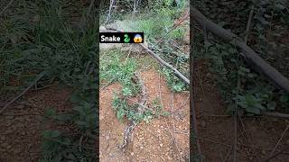 ojogor snake video 🐍😱  snake snakevideo ytshorts sorts [upl. by Narol]