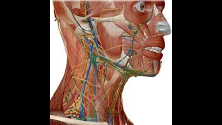 ANATOMIE FMPM LA RÉGION SUS CLAVICULAIRE [upl. by Asiuol257]