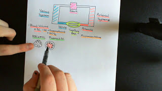 Control of Blood Pressure and Blood Volume Part 1 [upl. by Sulecram]