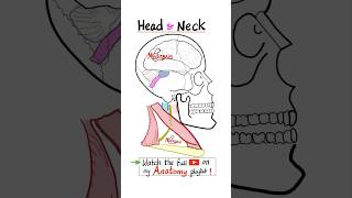 Anatomy of the Head and Neck Part 3…anatomy science biology physiology nurse doctor mbbs [upl. by Hevak]