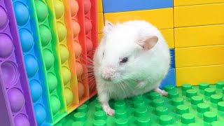 😱 Hamster Escape Maze  Hamster Cute pets Maze hamsterescape mazediytraps 283 [upl. by Adiazteb]