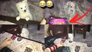 Tyson Ko Chocolate Khani Hai😂Pomeranian Doing Funny Things [upl. by Edd]