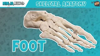 Foot Anatomy  Bones of the Foot [upl. by Johnston811]