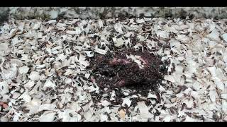 LIVE Dermestid Beetles [upl. by Oliy]