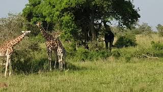 Girafi in Murchison Falls Park Uganda [upl. by Zeuqirdor522]