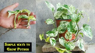 How to grow pothos faster from cuttings [upl. by Elane712]