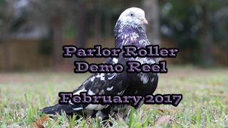 Parlor Roller Demo Reel 2017 [upl. by Gwendolin134]