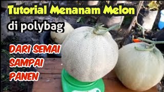 TUTORIAL MENANAM MELON DI POLYBAG DARI AWAL SAMPAI PANEN  LENGKAP [upl. by Sterrett]