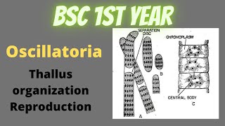 Oscillatoria  Thallus Structure and Reproduction  ultra structure of Green Algal cell prokaryotic [upl. by Nodab652]