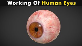 Working Of Human Eyes  Structure And Function Of Human Eyes UrduHindi [upl. by Ball]