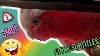 Vinny The Talking Cockatoo Destroys The Wall  COCKATOO TALKING   Vinny Subtitles [upl. by Uhej]