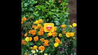 Here I bought all my flowers 💐 😍shortsfeed convalexatrend youtubeshortslove shortsfeedshorts [upl. by Aneen]