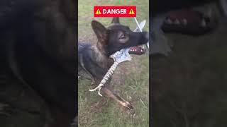 DANGEROUS ⚠️dog germanshepherd sworddogshorts puppy germansheparddog gsd [upl. by Agnola]