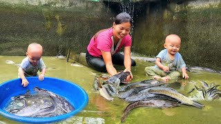 Catch fish after 1 year of stocking the pond and sell it at the market make a septic tank cover [upl. by Loralie]