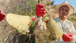 Another 14 kg of honey was found that day honey from Apis flora bees [upl. by Avigdor]