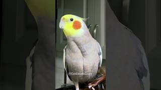 Adorable Singing Cockatiel ❤️🎤🦜 cockatielscraze [upl. by Brodeur789]