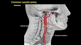 Arteries of the neck [upl. by Lamahj355]