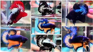 THAILAND IMPORTED BETTA FISH CATALOGUE 2024  EXAMPLE BETTA FISH 🔥 ALL OVER INDIA DELIVERY POSSIBLE [upl. by Allix]