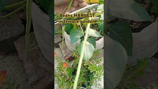 Beans harvesting in my tERRÀCE GARDENING  plants garden [upl. by Aihsirt118]