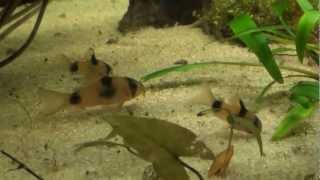 AfricanCichlidsnet Corydoras weitzmani [upl. by Eiddal]