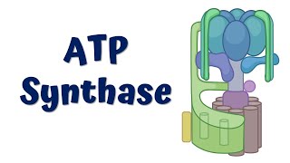 ATP synthase  Structure and Function [upl. by Karb]