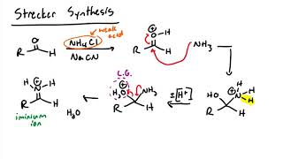 Amino Acid Synthesis [upl. by Erodoeht775]