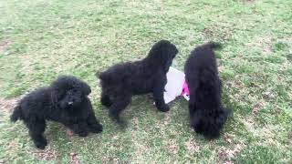 Black Miniature  Moyen Poodle puppies for sale in Michigan [upl. by Dehsar148]